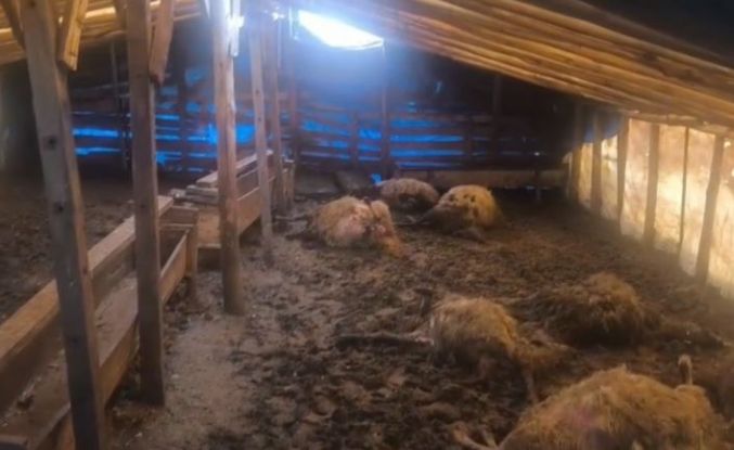 Erzincan’da kurtlar ahıra girdi: 10 koyun telef oldu, 10 koyun yaralandı