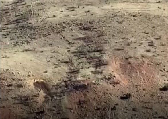 Gercüşlü çiftçilerin domuz tedirginliği