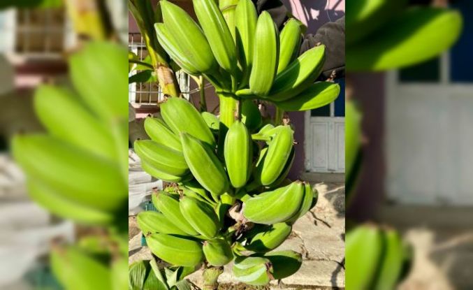 İnat etti, 70 rakımda muz hasadı yaptı