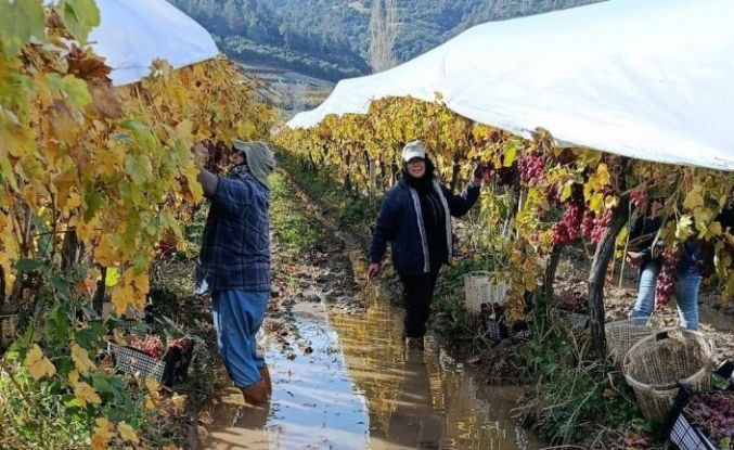 İşçiler yağmur ve çamuru aldırış etmeden üretime devam ediyor