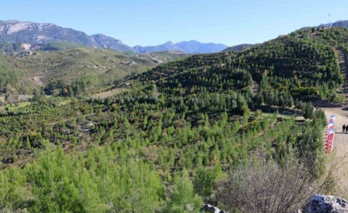 Kara tablo, 6 yılda yeşil örtüye dönüştü