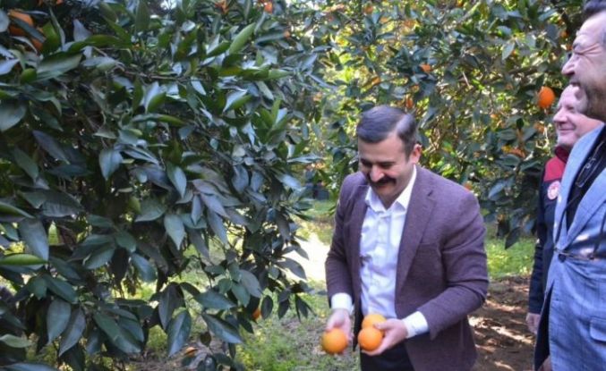 Kaymakam Kumcu, ’Köyceğiz Portakalı’ hasadına katıldı