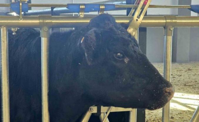 Kırsalda Bereket Hayvancılığa Destek Projesi, 2028 yılına kadar sürecek