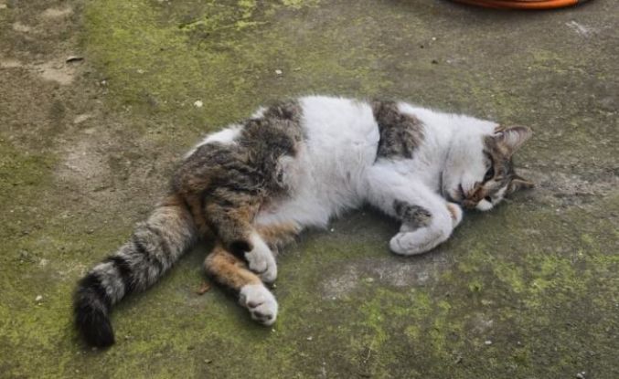 Korkuluğa saplanan kediyi itfaiyeciler kurtardı