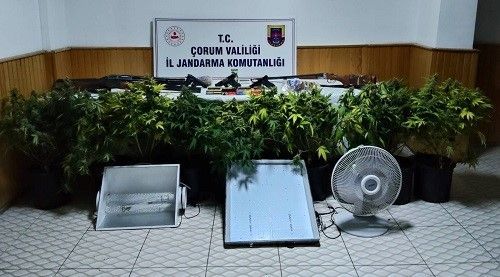 Köy evinde çadır kurup skunk yetiştiren şahsa operasyon