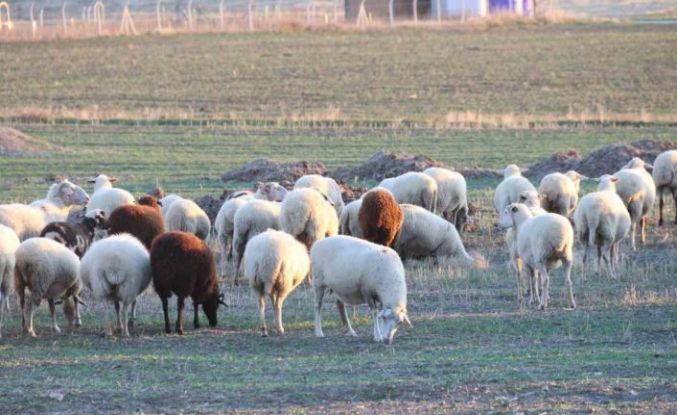Koyunlar bu kışı kırda otlayarak geçiriyor