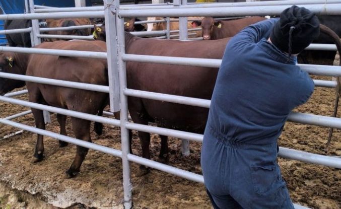Kütahya’ya Brezilya’dan gelen ithal gebe düveler sağlık kontrolünden geçirildi