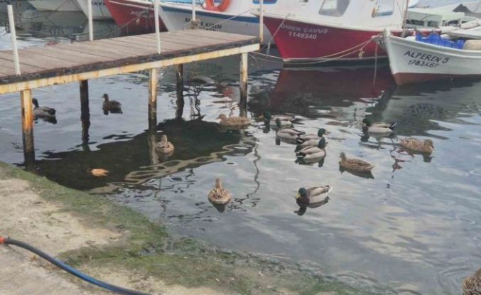 Limanın maskotu ördekler