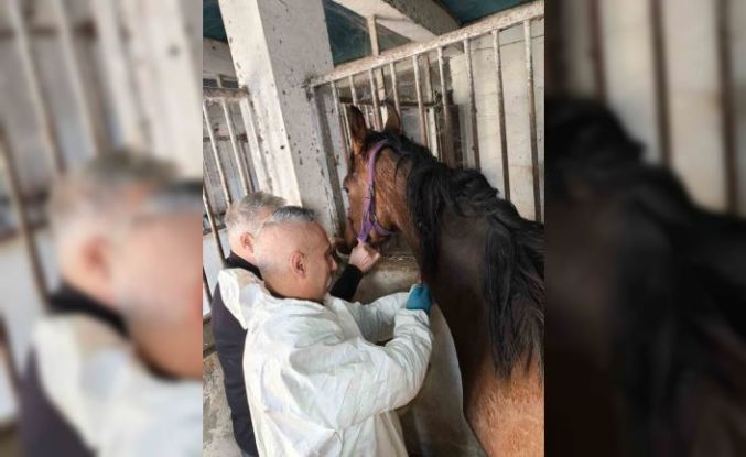 Milyonluk safkan İngiliz atına sağlık taraması