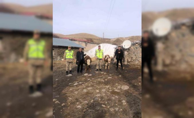 Muş’ta çalınan 2 büyükbaş hayvan bulundu