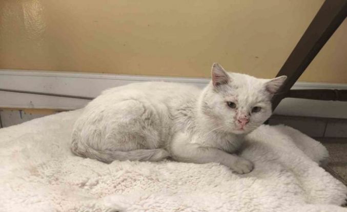 Okul, sokak kedisinin yuvası oldu