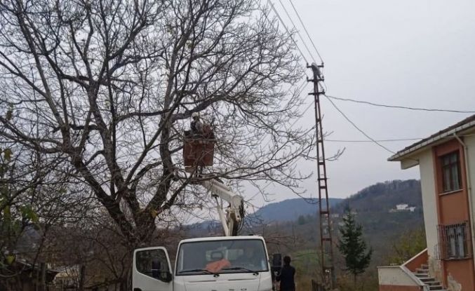 Ordu’da elektrik tellerine temas eden ağaç dalları kesildi