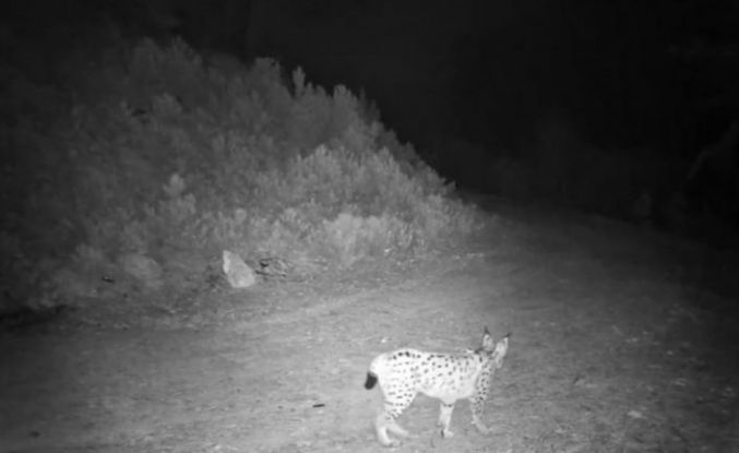 ’Ormanın hayaleti’ vaşak kamerada