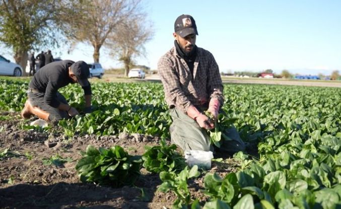 Osmaniye’de ıspanak hasadı başladı