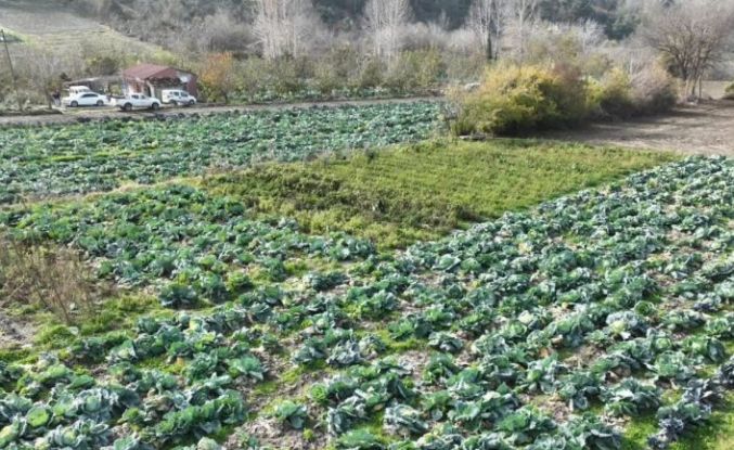Osmaniye’de lahana hasadı yapıldı