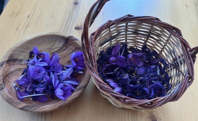 Osmaniye’de yüksek getirili safrana ilgi artıyor