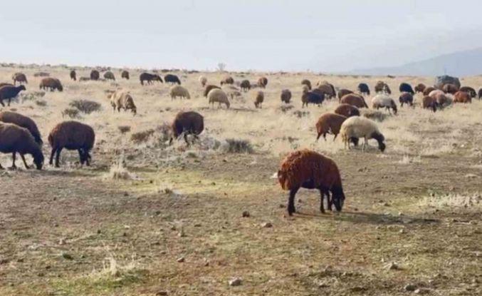 Patnos’ta kar yağmaması çiftçilerin yüzünü güldürdü