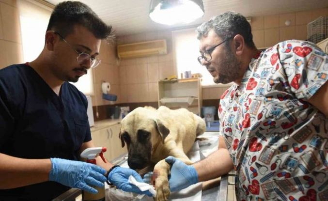 Saldırgan köpek ihbarına giden Kepez Belediyesi’nin çalışanlarına saldırı