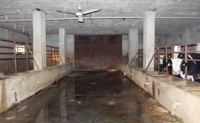 Siirt’te 3 buçuk ayda 54 büyükbaş hayvanı telef olan besicinin zararı 8 milyon lirayı buldu