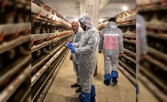 Simav’da ticari yumurtacı tavukçuluk işletmesinde ilk resmi denetim