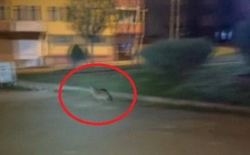 Sinop’ta aç kalan çakal şehir merkezine indi