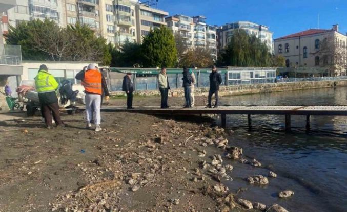 Sinop’ta deniz yüzeyindeki kirlilik vatandaşları endişelendirdi