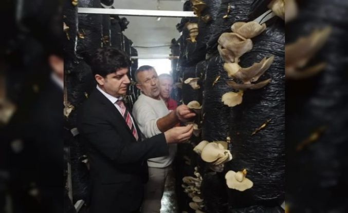 Sinop’ta mantar yetiştiriciliği eğitimi