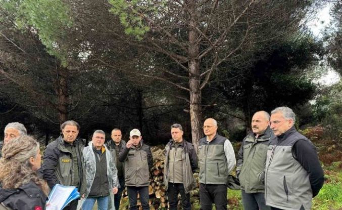 Sinop’ta ormancılık faaliyetleri