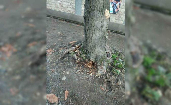 Trabzon Büyükşehir Belediyesi’nden "yeşil dokuya zarar" iddialarına yanıt