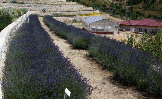 Türkiye’nin en zengin tıbbi aromatik merkezi Eskişehir’de