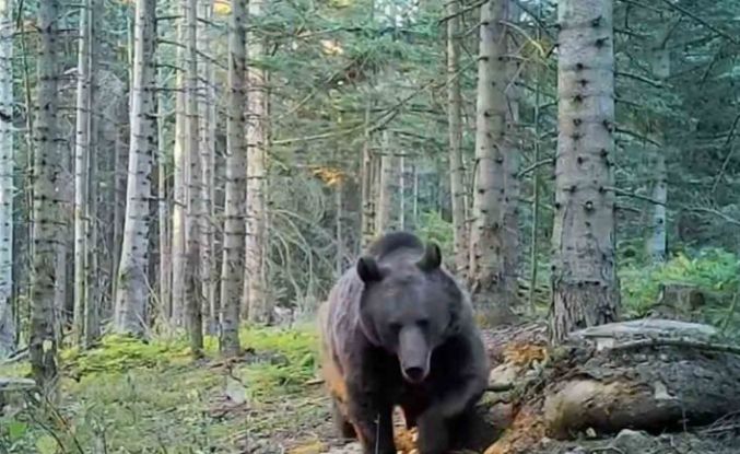 Uzmanlar kış uykusuna yatmaya hazırlanan ayılar konusunda uyardı