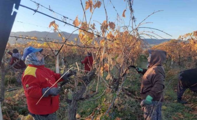 Üzüm bağlarında kadın istihdamı artıyor