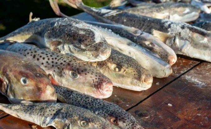 Adana’da 4 günde 128 bin balon balığı toplandı