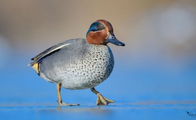 Çanakkale’de kış ortası su kuşu sayımları