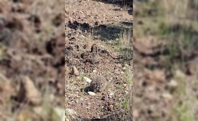 Çanakkale’de tedavisi tamamlanan kirpi doğaya salındı