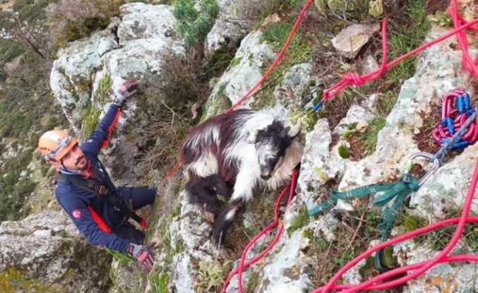 Dağda mahsur kalan keçi ekiplerce kurtarıldı