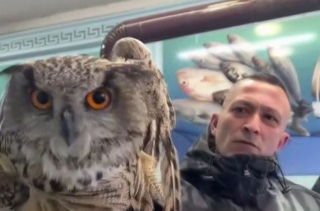 Erzincan’da soğuktan bitkin düşen baykuş vatandaşların duyarlılığıyla kurtarıldı