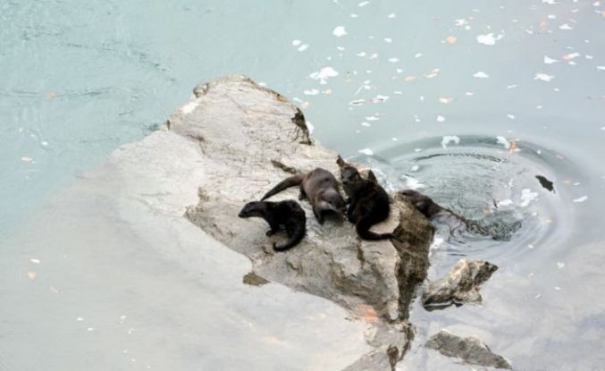 Fırat Nehri’nde 4 su samuru görüntülendi