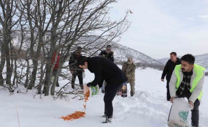 Genç’te yaban hayvanları için doğaya yem bırakıldı