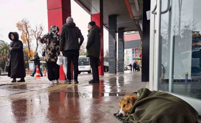 İç ısıtan hareket: Soğuktan titreyen köpeği şalla sardılar
