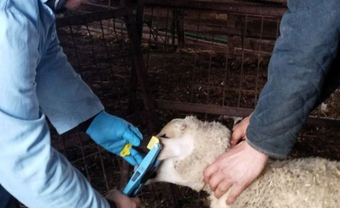 Kırklareli’nde küpe takılan damızlık kuzular aşılanıyor