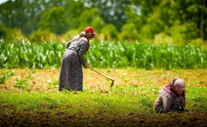 Kooperatif ve birliklere yüzde 75 hibeli tarımsal destek