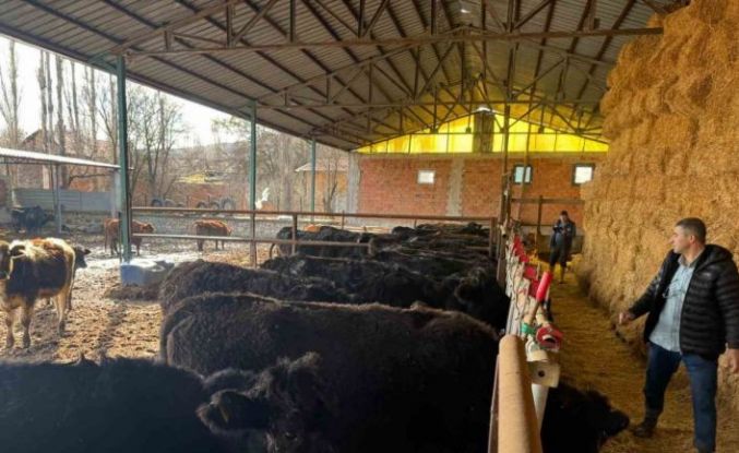 Kütahya’da teslim edilen büyükbaş hayvanların kontrol ve muayeneleri yapıldı