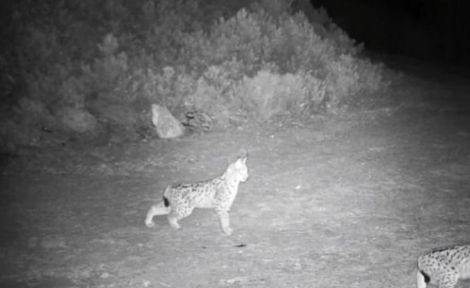 "Ormanın hayaleti" vaşak görüntülendi