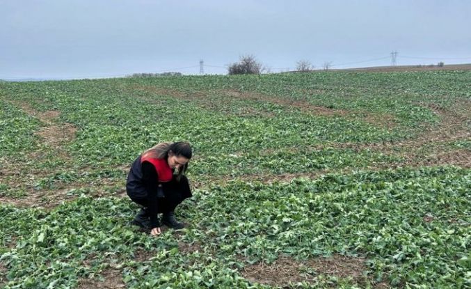 Pehlivanköy’de anıza ekim yapılan kanola tarlasında bitkinin fizyolojik gelişimi incelendi
