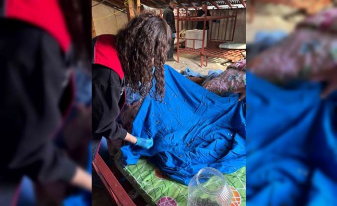 Samuray arısı üretiminde kullanılmak üzere kahverengi kokarca topluyorlar