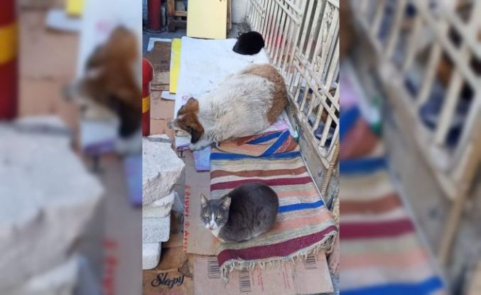 Soğuk hava kedi ve köpeği aynı yuvada buluşturdu
