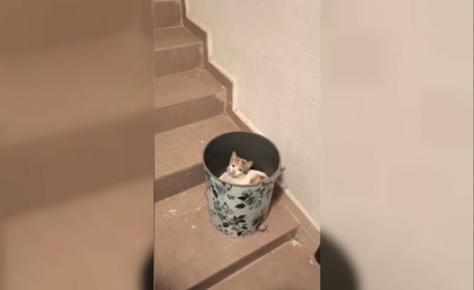 Soğuktan korunmak isteyen kedi çöp kutusuna sığındı