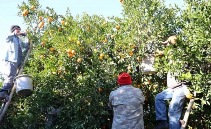 Tescilli Kozan portakalında hasat zamanı: Bahçede kilosu 10 TL