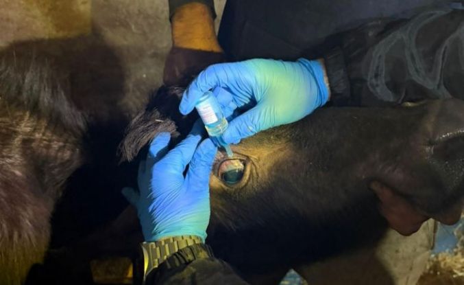 Vize’de büyükbaş hayvanların aşılanması çalışmaları devam ediyor